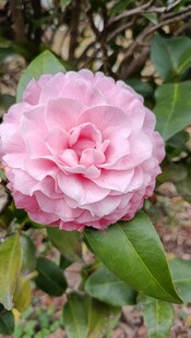 山茶花