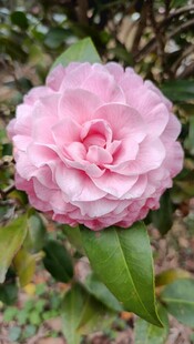 山茶花