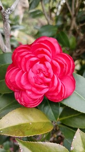 山茶花