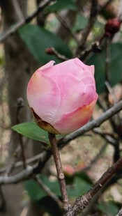 山茶花