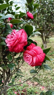 山茶花