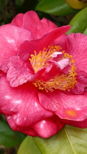 山茶花