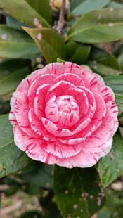山茶花