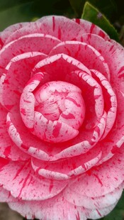 山茶花