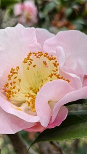 山茶花