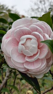 山茶花