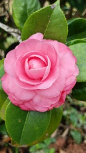 山茶花