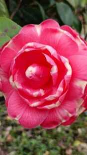 山茶花
