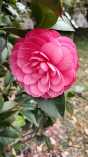 山茶花