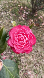 山茶花