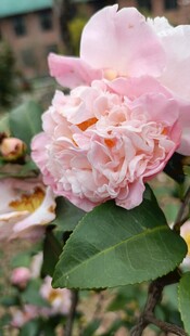 山茶花