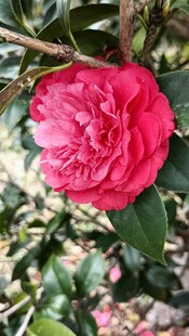 山茶花