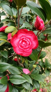 山茶花