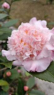 山茶花