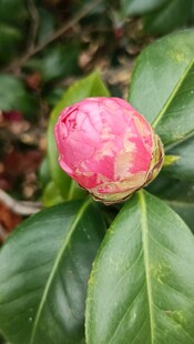 粉色花苞