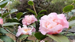 山茶花