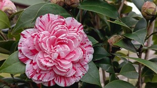 山茶花