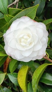 洁白山茶花