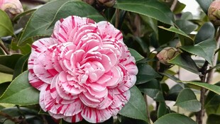 山茶花