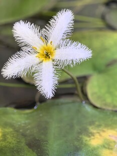 白色绒毛小花