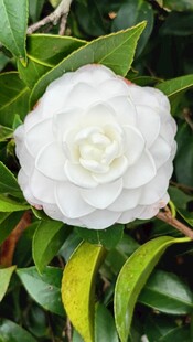 洁白山茶花