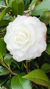 洁白山茶花