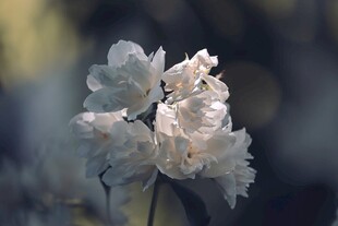 素雅白花