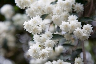 白色绒花绽放