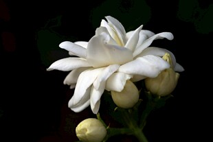 洁白茉莉花