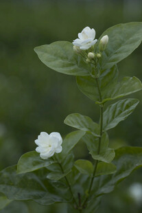 茉莉花