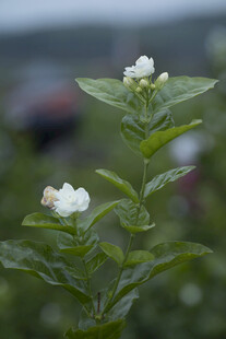 茉莉花