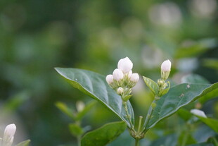 清新小白花