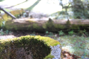 林间苔藓覆盖的树桩