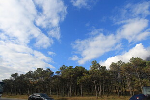 蓝天白云下的树林风景