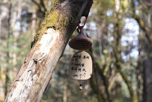 树干上悬挂的蜂巢状物体