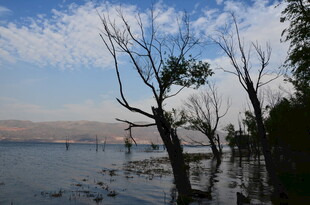 湖畔枯树与蓝天水景