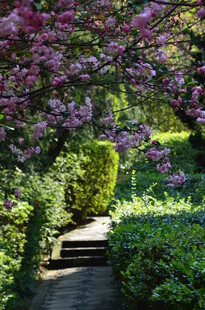 繁花簇拥的幽静花园小径