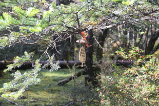 森林中的繁茂树木与草地