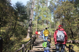 森林木栈道上的徒步旅行者