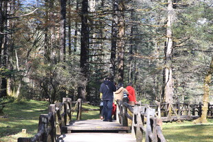 林间木桥上的多彩身影