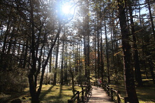林间阳光小路 静谧自然景
