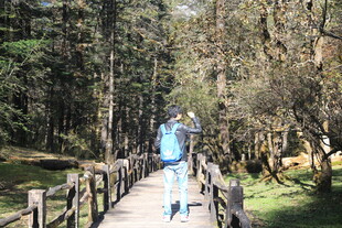 漫步林间木栈道的旅人