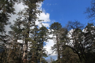 蓝天映衬下的茂密树林