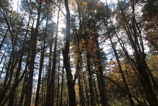 阳光洒落的茂密森林
