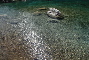 清澈水底的石块与光影