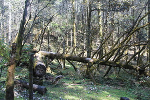 森林中倒伏的树木