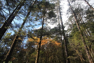 秋日森林中的高耸树木