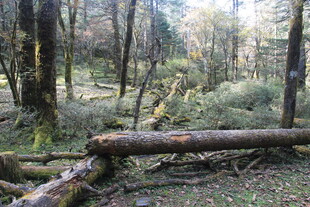 森林中倒下的树木与植被