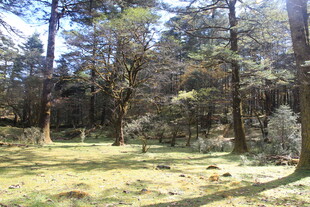 阳光洒落的静谧森林