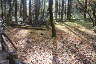 秋日林间小道美景